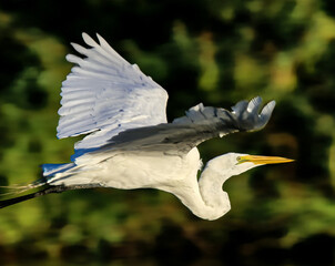 Egret in Flight