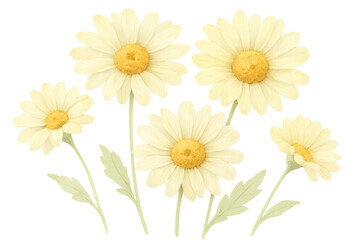 Fototapeta premium Light yellow daisies blooming, vibrant green leaves spreading, creating cheerful floral composition against transparent background