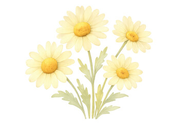 Naklejka premium Watercolor painting of four light yellow daisies with stems and leaves isolated on a transparent background