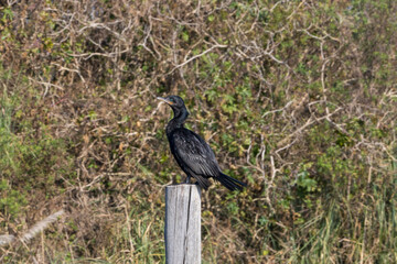 biguá en el delta del parana