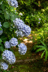 鎌倉25621　安国論寺1　紫陽花