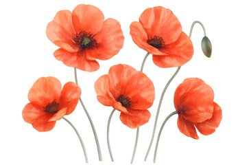 Obraz premium Watercolor painting showcasing five red poppies with stems and a closed bud, isolated on a transparent background