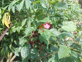 red and yellow flower