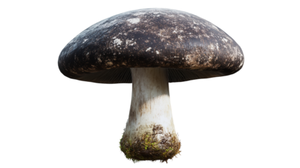 A solitary dark mushroom found in the depths of an ancient forest a symbol of earthy wonder on transparent background