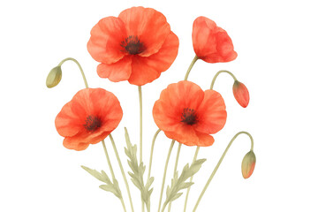 Obraz premium Beautiful red poppy flowers blooming, isolated on transparent background, perfect for design projects