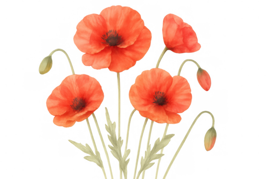 Beautiful red poppy flowers blooming, isolated on transparent background, perfect for design projects