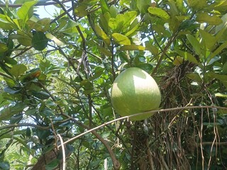 green apple on tree