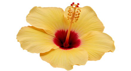 a single vibrant yellow hibiscus flower with delicate, textured petals and a red center