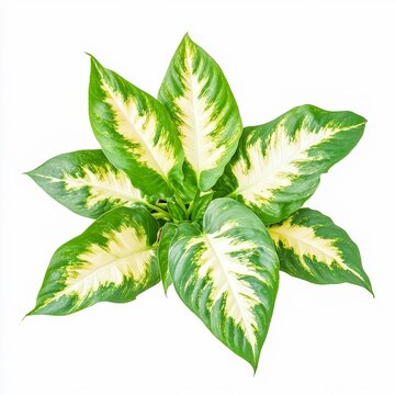 dieffenbachia dumb cane plant variegated green leaves with white patterns isolated on white transparent background