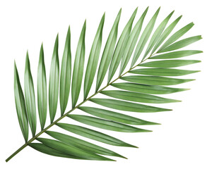 Obraz premium tropical nature green palm leaf on transparent background png file