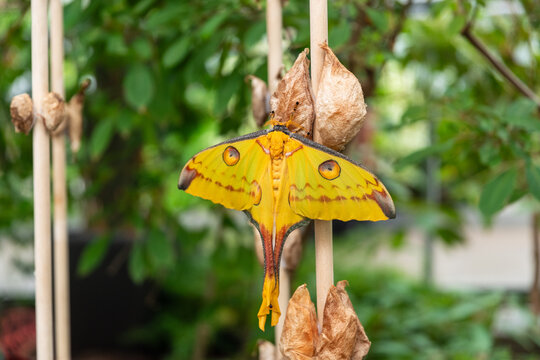 Comet Moth (Argema mittrei) Emerging at Montreal Insectarium