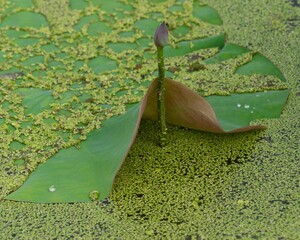 蓮の花