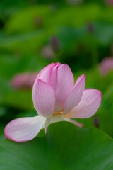 蓮の花
