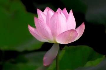蓮の花