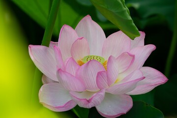 蓮の花