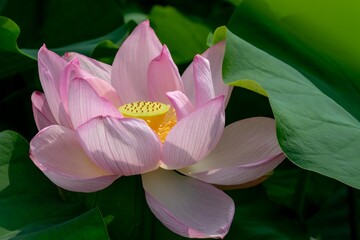 蓮の花