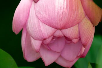 蓮の花