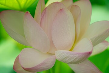 蓮の花