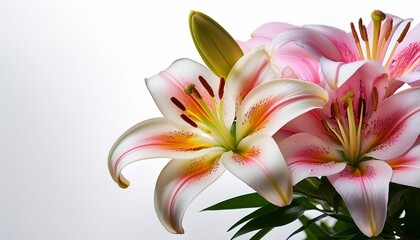 Fototapeta premium beautiful lilies bloom against a crisp transparent background highlighting their vibrant colors and delicate petals lilies flower on white background