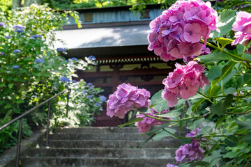 鎌倉25621　妙法寺6　紫陽花