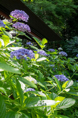 鎌倉25621　妙法寺1　紫陽花