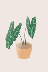 Alocasia Amazonica Illustration – Tropical Foliage Art