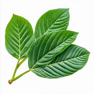 dendrocnide moroides gympiegympie plant large green leaves with neurotoxic stinging hairs and fine white hairs on the stems isolated on white transparent background