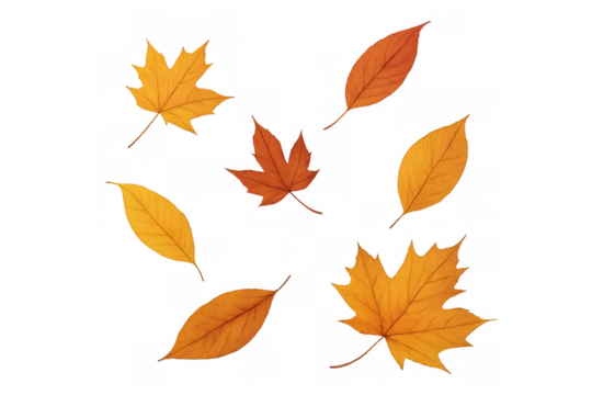 Autumn foliage drifting softly against translucent backdrop, highlighting seasonal elegance