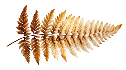 wheat ears isolated on white background