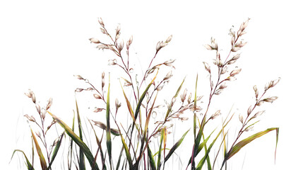 grass isolated on white background