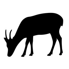 Silhouette of a deer grazing in a pasture on a white background