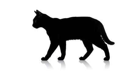 Silhouette of a cat walking