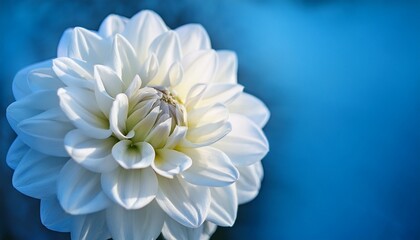Obraz premium close up of a delicate white dahlia flower with soft lighting and subtle reflection