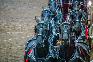 A striking close-up of a team of black horses in elaborate harnesses, ready for competition,...