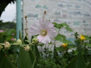 タチアオイの花が咲いている