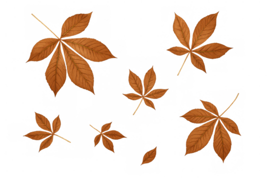 Realistic illustration of falling autumn chestnut leaves on a transparent background, perfect for autumn-themed designs