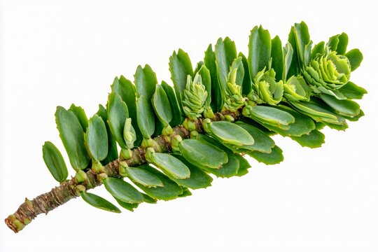 euphorbiaceae family plants with high terpene content showing toxic milky latex isolated on white transparent background botanical reference