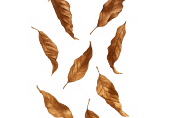 Eight brown autumn leaves falling down on a transparent background, perfect for seasonal designs