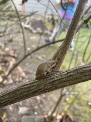 Tree Frog Resting on Branch