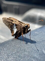 Close-Up Skipper Butterfly on Truck Bed