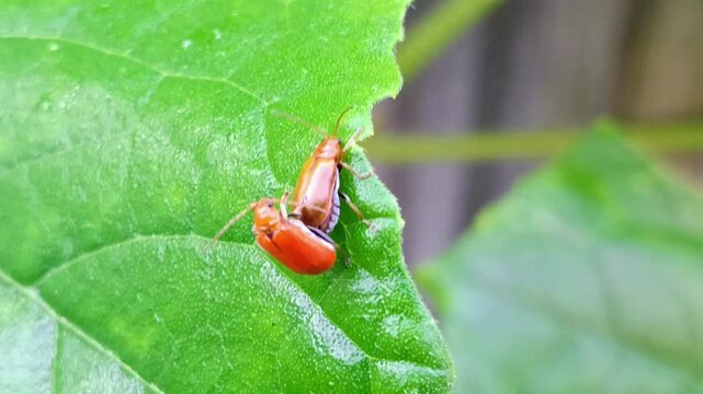 Macro of pumpkin beetle (Aulacophora foveicollis) mating on a leaf, a longhorn beetle pest belonging to the Chrysomelidae family.