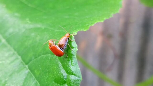 Macro of pumpkin beetle (Aulacophora foveicollis) mating on a leaf, a longhorn beetle pest belonging to the Chrysomelidae family.