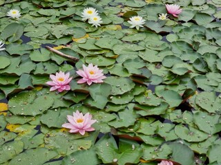 Beautiful flowers in the garden. Nymphaea in summer.
