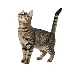 Curious Tabby Cat Standing on Hind Legs, Looking Upward, White Background