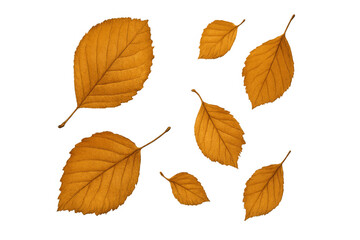 Fototapeta premium Realistic orange autumn leaves falling on a transparent background, perfect for seasonal designs