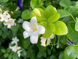 white orange jasmine flowers on the green leaves.