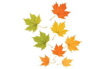 Fototapeta premium Vibrant maple leaves cascading softly, presenting seasonal autumn colors against translucent backdrop