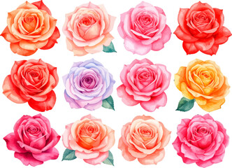 Beautiful rose bundle in watercolor style. Multicolor roses for floral clipart set. Realistic rose blossoms digital artwork. Romantic rose flower collection clip art. Colorful rose heads
