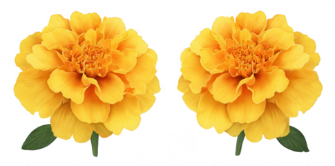 A set of two yellow marigold flowers isolated on a white background, png, transparent