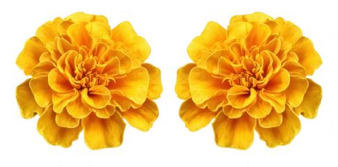 A set of two yellow marigold flowers isolated on a white background, png, transparent